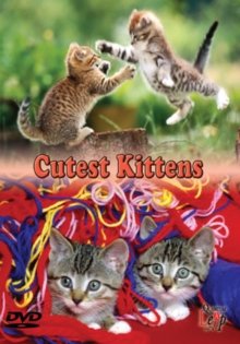 Cutest Kittens, DVD DVD Cutest Kittens, DVD DVD