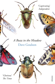 A Buzz in the Meadow, Paperback Book A Buzz in the Meadow, Paperback Book