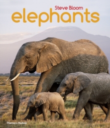 Elephants : A Book for Children, Paperback Elephants : A Book for Children, Paperback