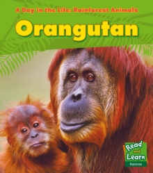 Orangutan, Hardback Orangutan, Hardback