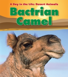 Bactrian Camel, Hardback Book Bactrian Camel, Hardback Book