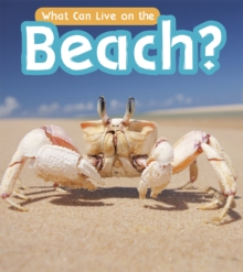 What Can Live at the Beach?, Hardback Book What Can Live at the Beach?, Hardback Book