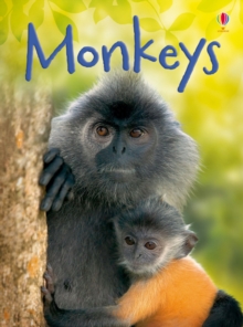 Monkeys, Hardback Book Monkeys, Hardback Book