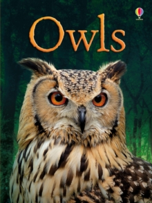 BEG Owls, Hardback Book BEG Owls, Hardback Book