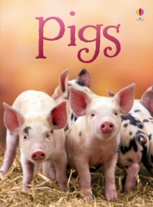 Pigs, Hardback Pigs, Hardback
