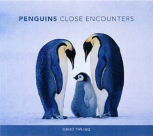 Penguins : Close Encounters, Hardback Book Penguins : Close Encounters, Hardback Book