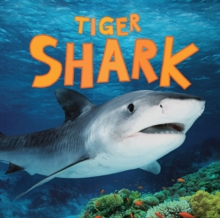 Discover Sharks: Tiger Shark, Paperback Book Discover Sharks: Tiger Shark, Paperback Book
