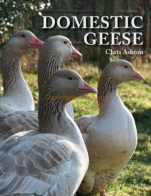 Domestic Geese, Paperback Domestic Geese, Paperback