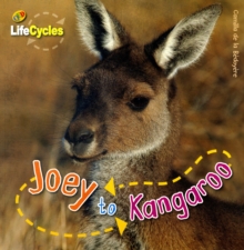 Lifecycles: Joey to Kangaroo, Paperback Book Lifecycles: Joey to Kangaroo, Paperback Book