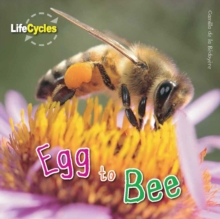 Life Cycles: Egg to Bee, Paperback Book Life Cycles: Egg to Bee, Paperback Book