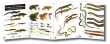 Guide to the Reptiles and Amphibians of Britain and Ireland, Sheet map, folded Book Guide to the Reptiles and Amphibians of Britain and Ireland, Sheet map, folded Book