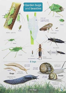 Garden Bugs and Beasties, Fold-out book or chart Garden Bugs and Beasties, Fold-out book or chart