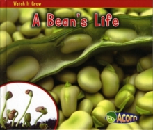 Bean's Life