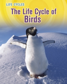 Life Cycle of Birds
