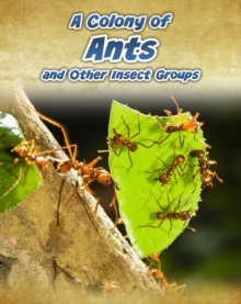 Animals in Groups