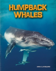 Humpback Whales Anna Claybourne 9781406250169 Telegraph