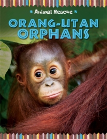 Animal Rescue: Orang-utan Orphans