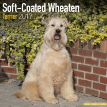 Soft Coated Wheaten Terrier Calendar 2017
