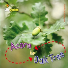 Life Cycles: Acorn to Oak Tree