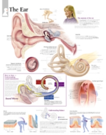 Ear