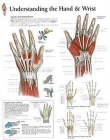Understanding the Hand & Wrist Laminated Poster