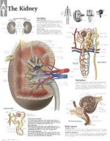 Kidney