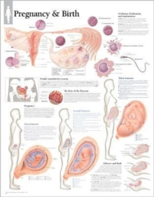 Pregnancy and Birth