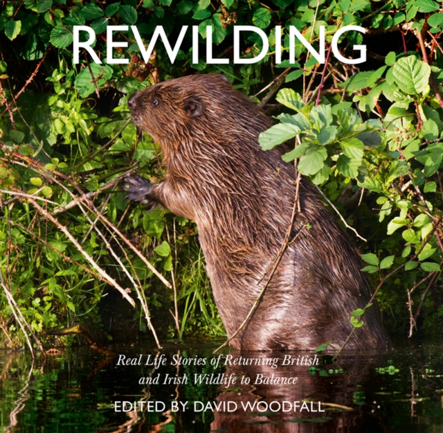 Image for Rewilding : Real Life Stories of Returning British and Irish Wildlife to Balance