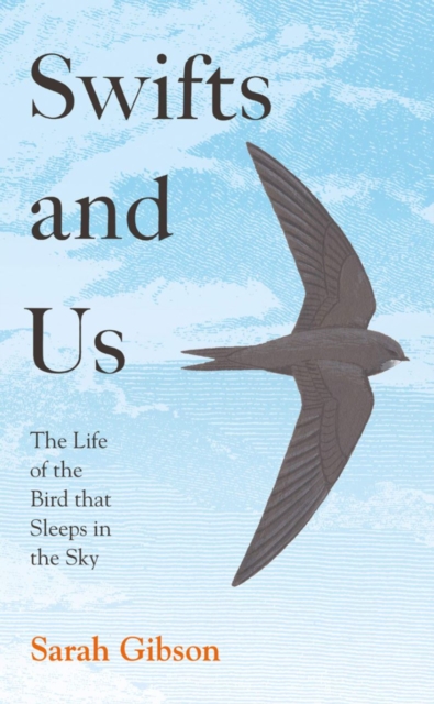 Image for Swifts and Us : The Life of the Bird That Sleeps in the Sky