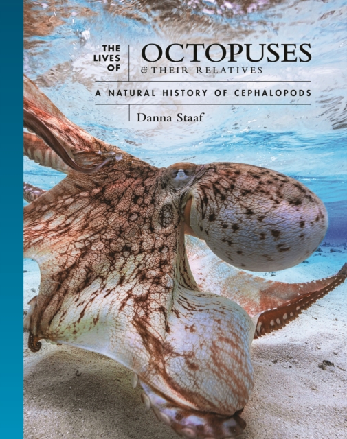 Image for The Lives of Octopuses and Their Relatives : A Natural History of Cephalopods