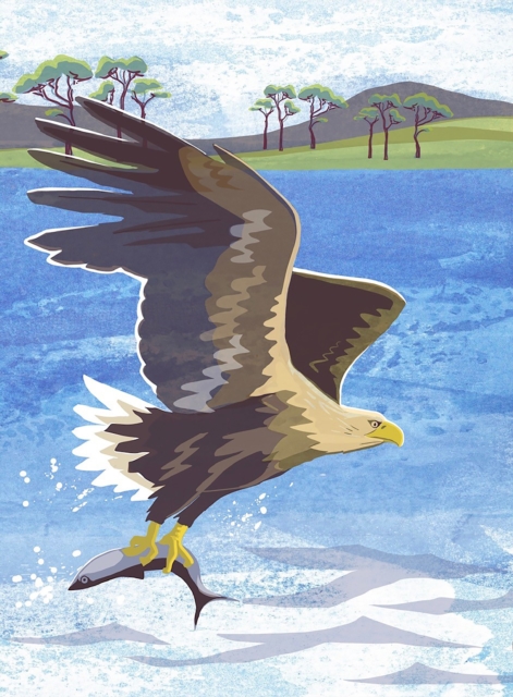 Image for Nature Notebook: Sea Eagle