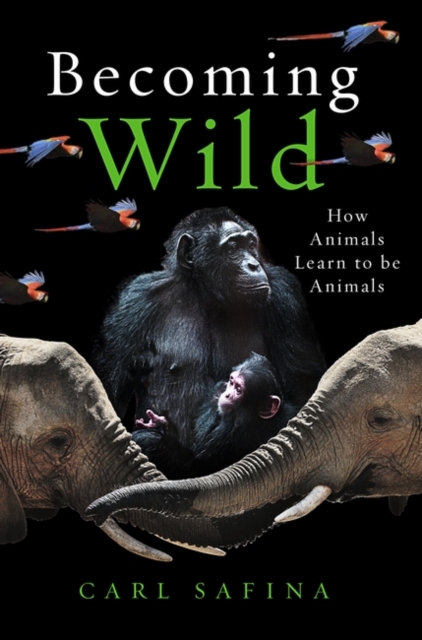 Cover for: Becoming Wild : How Animals Learn to be Animals