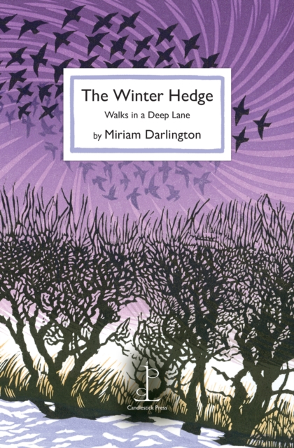 Image for The Winter Hedge : Walks in a Deep Lane